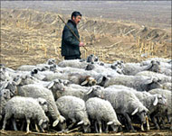 Meat and bone found in animal feed is blamed for the disease