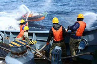 japan whaling protest