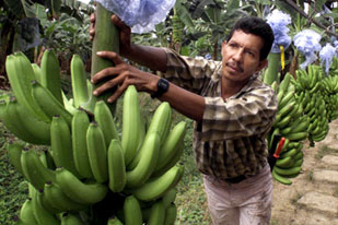 Bananas in Colombia