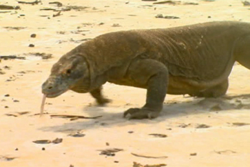 Komodo Dragon