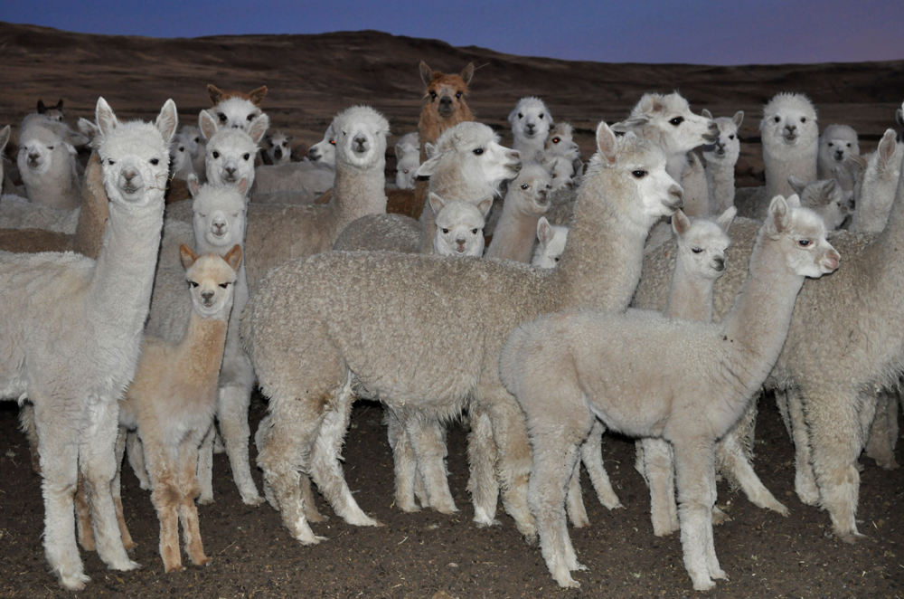 Witness - Trouble at the top of the world- Gallery