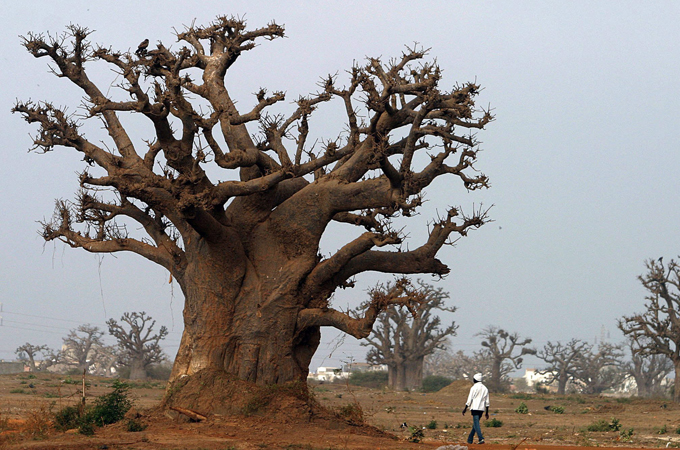 Baobab tree in Senegal
