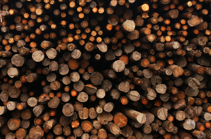 Africa Investigates - Sierra Leone - Timber!