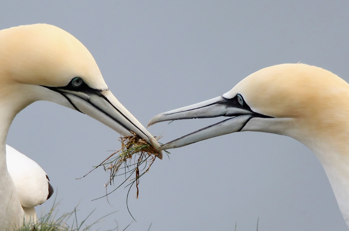 birds