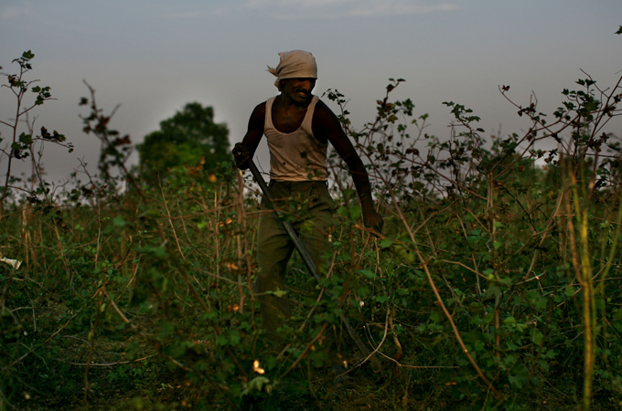 Indian Farmer in Sunna