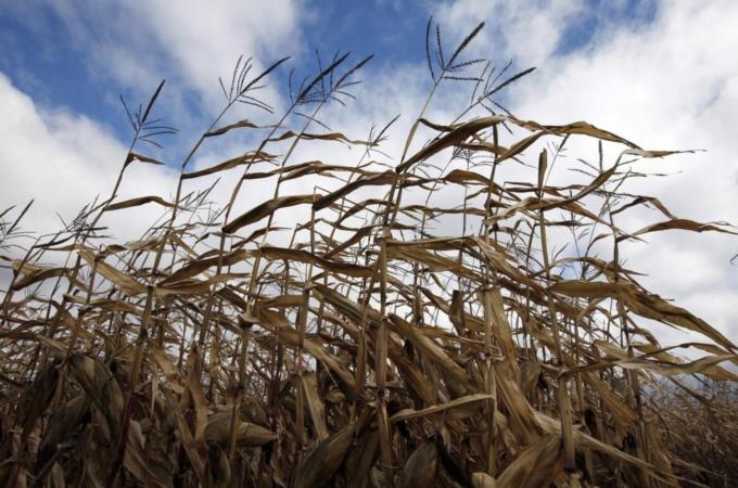 A field of corn is seen in Embrun, Ontario