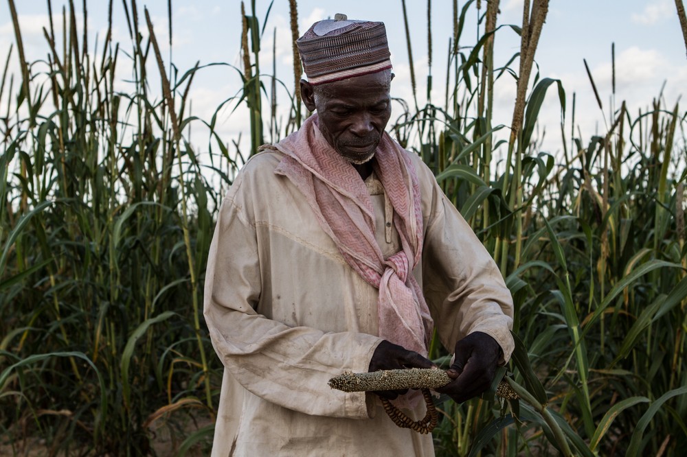 A farmer examines grain that has gone bad on his land
in the southern town of Guidan Roumdji, Niger.