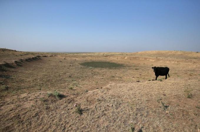 Historic Drought Cripples Ranches And Farms In American West