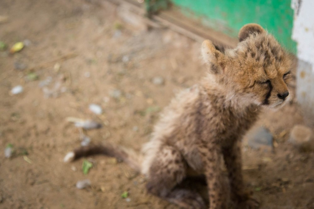 Yemen: Arabia''s Wildlife Hypermarket