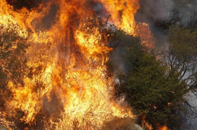 Williams Fire Burns In The Angeles National Forest