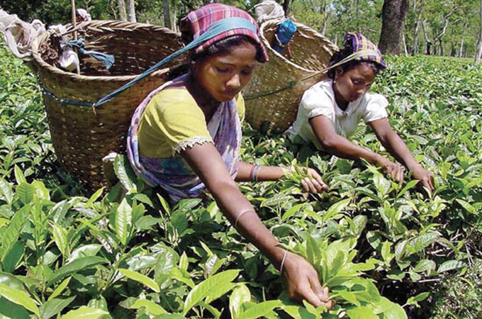 The tea in every box of Assam tea sold internationally by tea giants is picked by tea garden workers who work long hours in the heat [AFP/Getty]