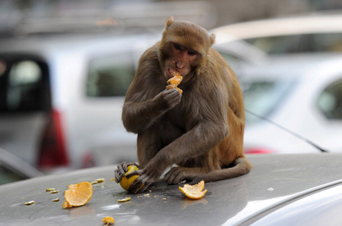 While not violent, monkeys eat crops, ransack homes and harass humans in the quest for food [File: Getty Images]