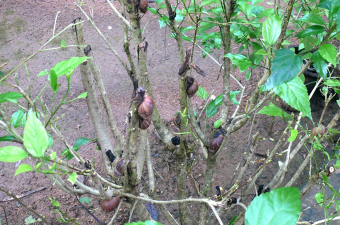 Most vegetables and many plants are vulnerable to attack by these foraging mollusks [Maneetha TK]