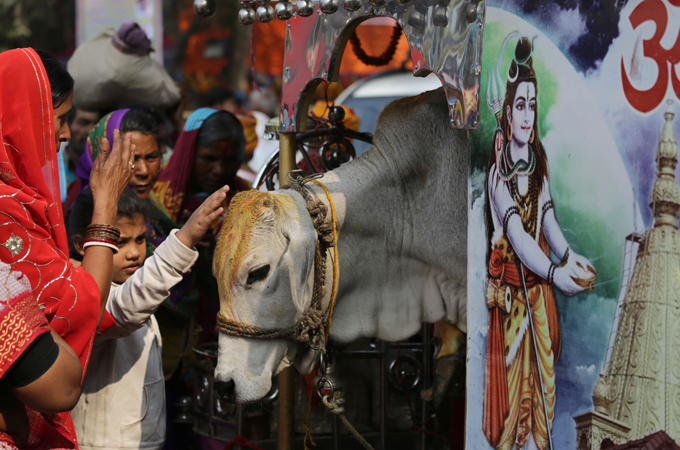 Cow is revered as sacred by India's Hindus who constitute 80 per cent of the country's population [EPA]