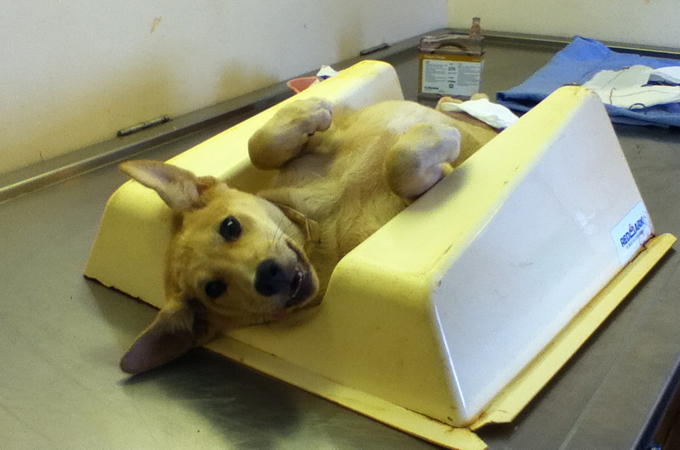 The number of unowned dogs in Sierra Leone is estimated to be roughly 250,000 [Nina Devries/Al Jazeera]