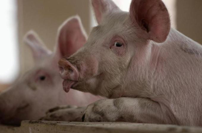 Pigs have been used in parliamentary protests on corruption and pay [Reuters]