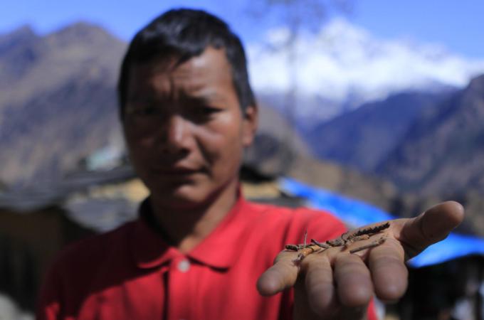 For more than 500 years, yarsagumba has been coveted in the Asiatic market [Angel L Martinez/ Al Jazeera]
