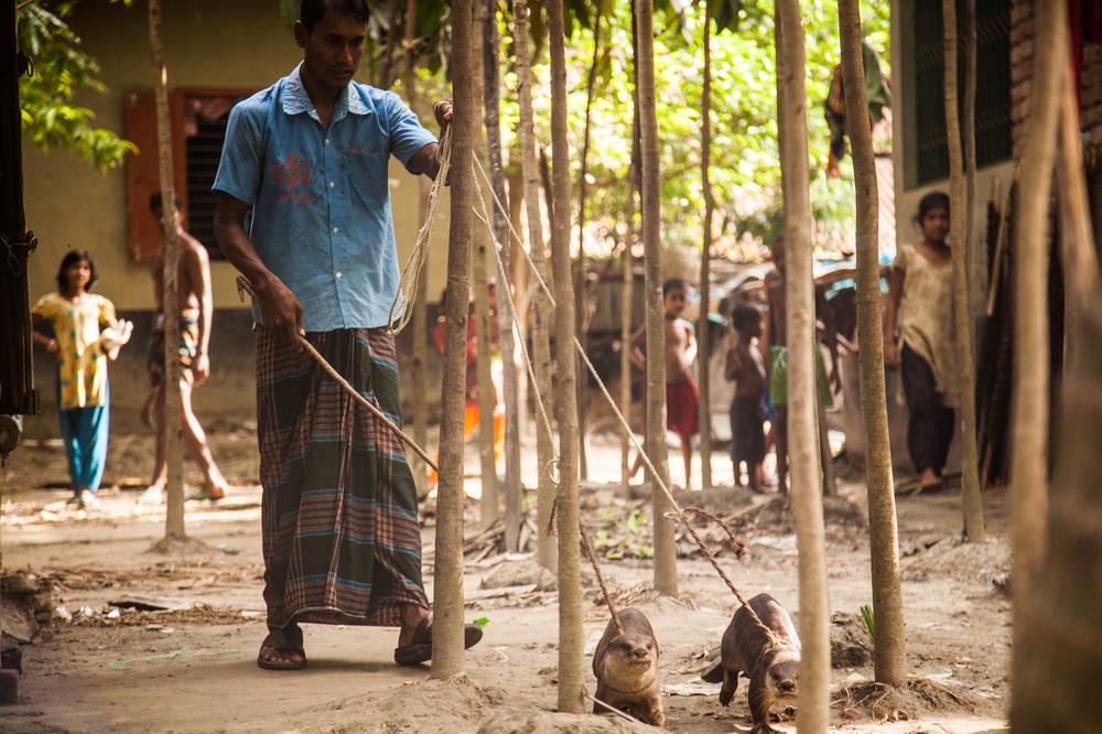 <p>Bipul Kumar Bishwas leads his two otters through the village of Hariar Gop to the river to fish. His otters are named Rada and Krishna, characters from Hindu mythology. The village is entirely Hindu in this Muslim-majority country. </p>