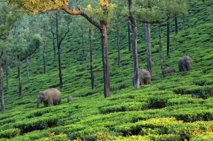 Herds of elephants have to navigate through tea bushes to get to their natural habitat [Vijay Bedi/ Al Jazeera]