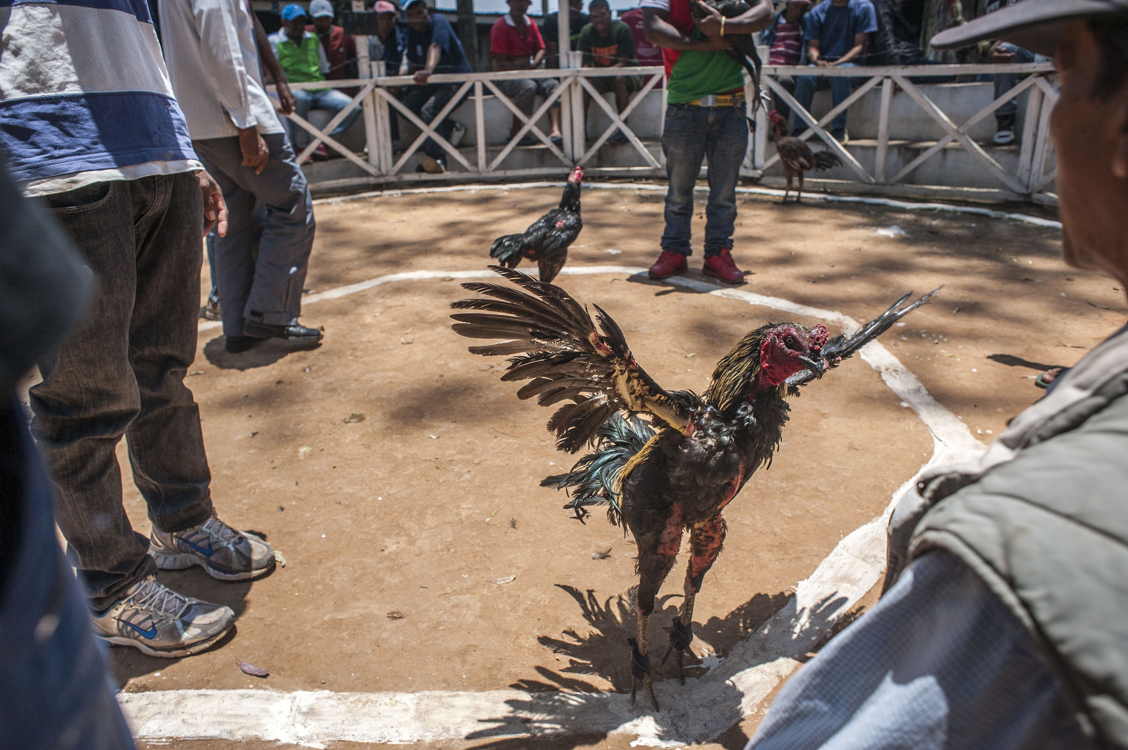 cockfighting in Madagascar/ DO NOT USE/ RESTRICTED