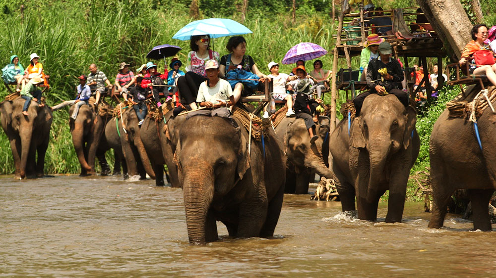Elephant rides are a popular tourist activity around Thailand [Oliver West/Al Jazeera]