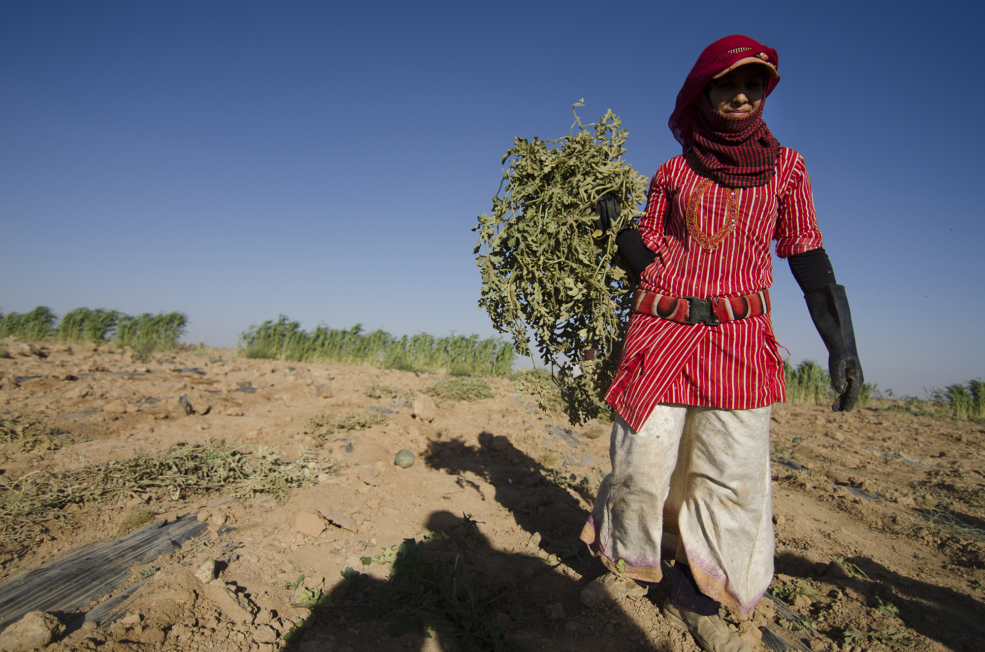 Syrian beduin refugees/ DO NOT USE/ RESTRICTED