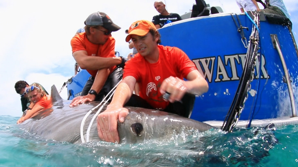 DO NOT USE - TECHKNOW - SHARKS IN THE BAHAMAS