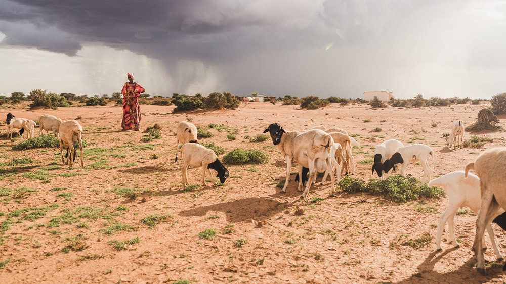 The storm cloud behind the woman out with her family’s sheep, only inspired scepticism. 'That won’t reach us,' they said. [Adrian Leversby/Awr Productions/Al Jazeera]