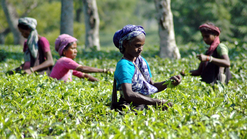 india assam tea picker