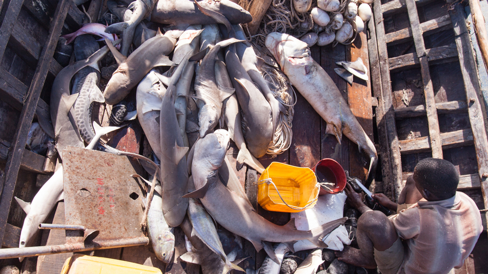 Fishermen have noticed the declining size of their shark catch over the years [Garth Cripps/Al Jazeera] 