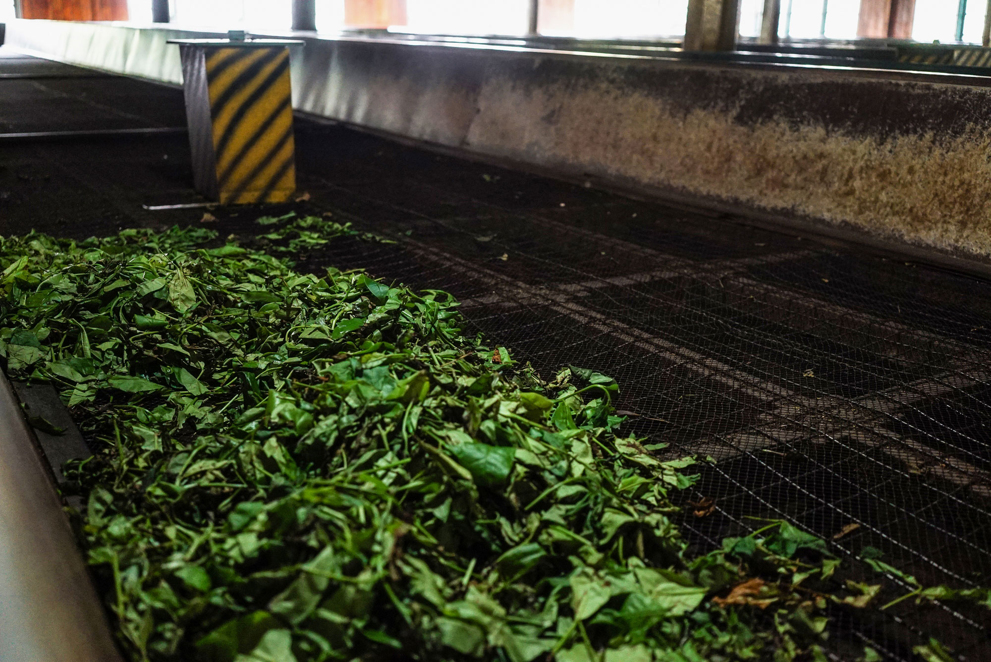 Tracing the origins of the world’s most popular beverage.[Sorin Furcoi/Al Jazeera]