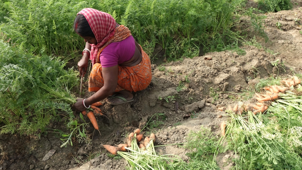 Most of the carrot fields in the area are irrigated by groundwater drawn from tube wells. Scientists have found that vegetables growing in the arsenic belt during the non-monsoon season are usually contaminated with arsenic [Shaikh Azizur Rahman/Al Jazeera]