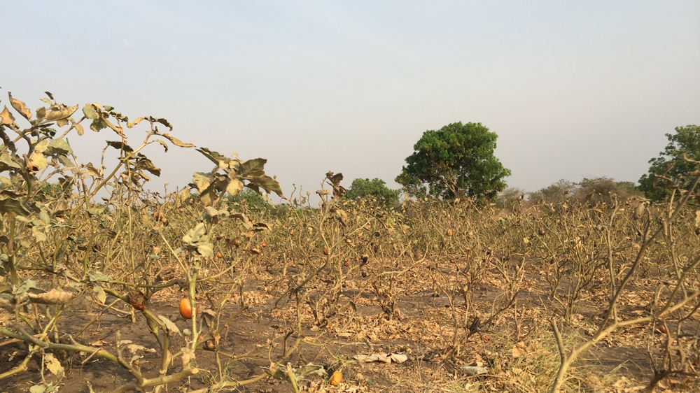 Freedom Farms is unable to harvest all the yield on its farm due to funding shortages caused by the shortage of American dollars [Anna Cavell/Al Jazeera] 