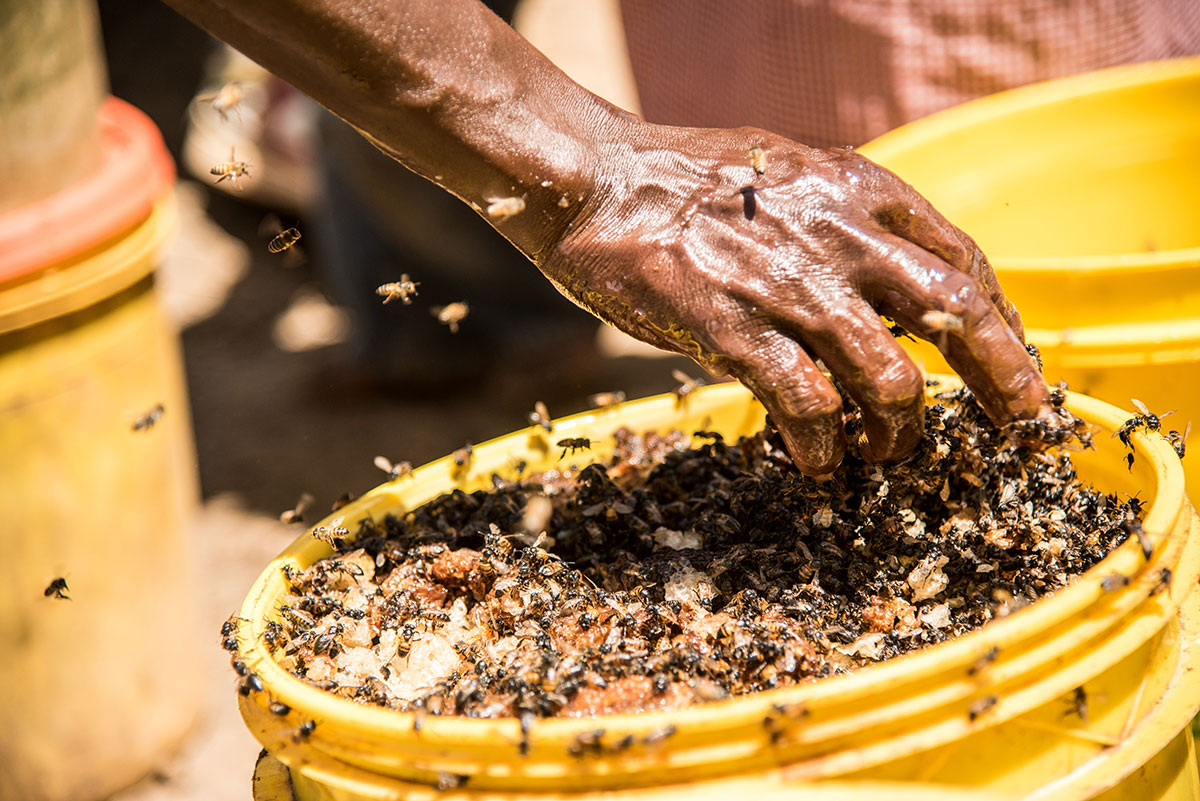 Dripping Gold: On the Hunt for Honey in Kenya/ Please Do Not Use