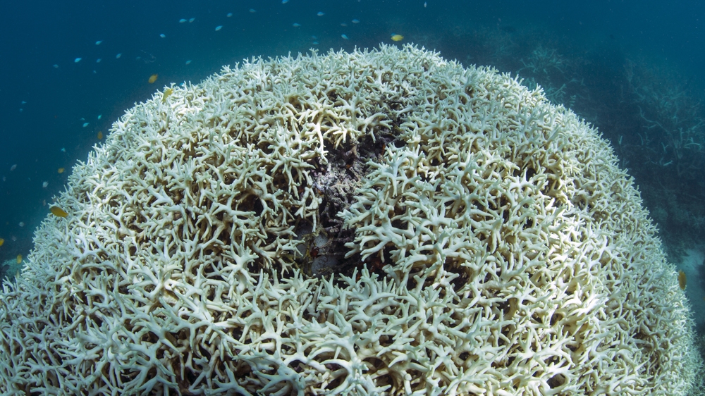 Great Barrier Reef bleaching (via XL Catlin Seaview Survey )