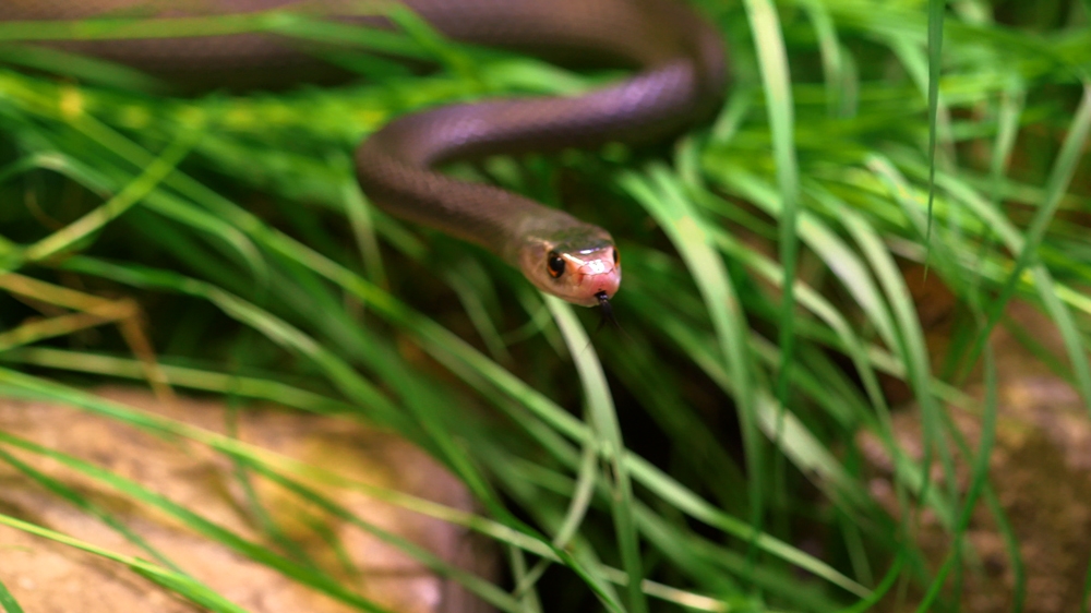 
The Papuan Taipan is one of the most dangerous snakes in the world. This species kills up to 1,000 people in PNG each year [101 East/Al Jazeeara] 

