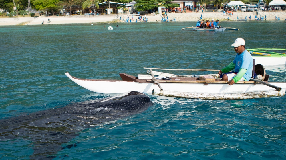 Researchers from the organisation LAMAVE have observed sharks bumping boats due to the association with food, and injuring their mouths on the propellers [Angel L Martinez Cantera/Al Jazeera]