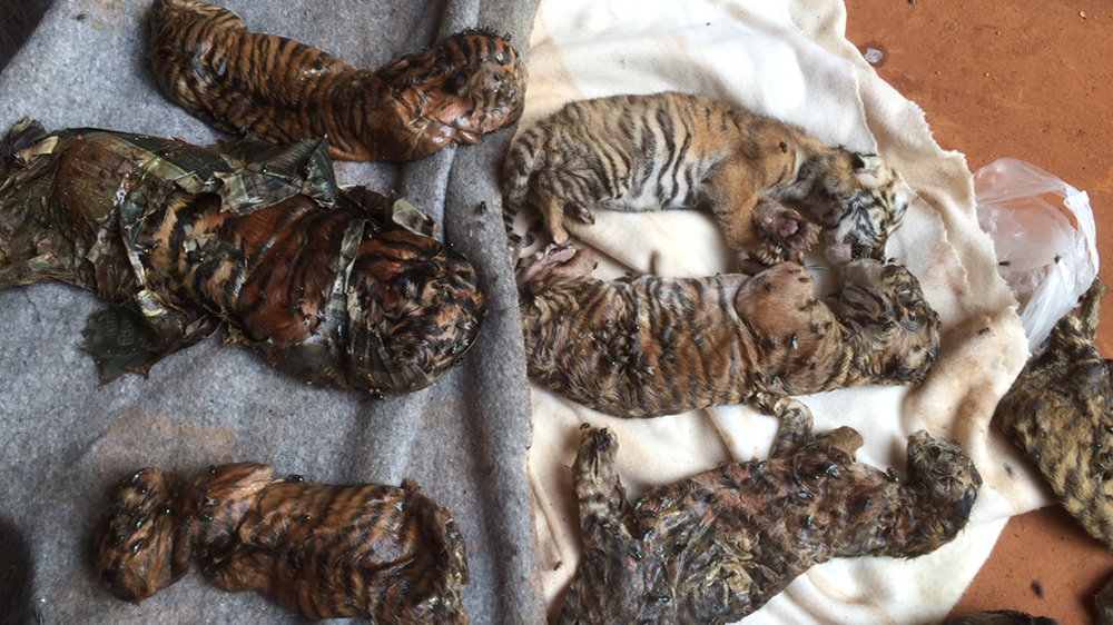 The Tiger Temple has come under fire in recent years over the welfare of its big cats [Reuters]