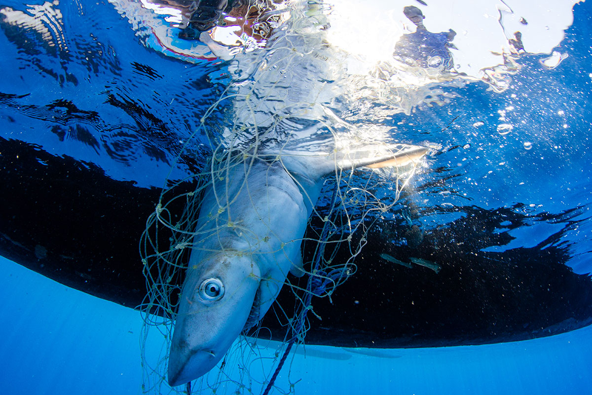 Driven by the collapse of local fisheries, increasing weather extremes and poverty, as well as the opportunity to earn money by selling shark fins and sea cucumbers to the Chinese market, the fishermen of southwest Madagascar  have been leaving their homes in increasing numbers and migrating greater distances to places where they can still find productive fishing grounds.  The fishermen travel to the most remote parts of Madagascar's west coast. Often living far offshore on tiny islands in the Mozambique Channel, they eke out a living in places with no potable water or food and no access to hospitals or schools. [Garth Cripps/Al Jazeera]