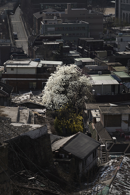 Eun Chun's 'Spring is the cruelest season - Magnolia and forsythia II', 2014–2016. Chun's photographs refer to how spring blossoms, including yellow forsythia, the colour which represents the tragedy at memorials and protests, signal yet another anniversary of the April disaster. [Gyeonggi MoMA]