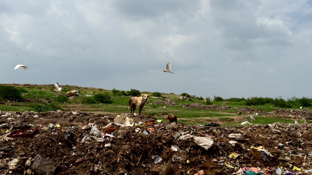 Sokra, the out-of-town dump that serves as the Chamadiya Para skinners' main work site, is overrun by stray dogs who feed on the dumped animal remains [Maya Prabhu/Al Jazeera]
