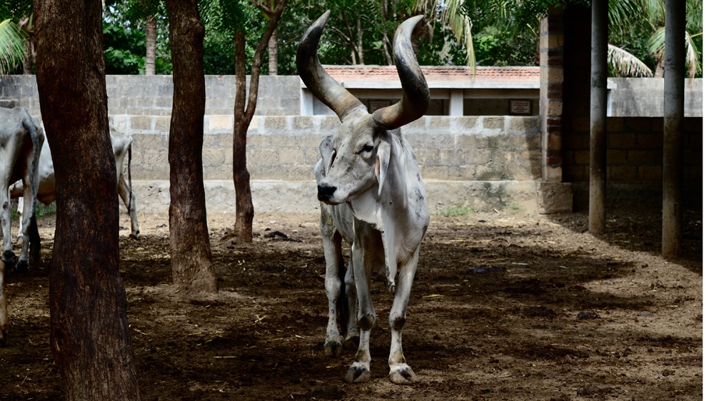 Gujarat’s Dalit Skinners