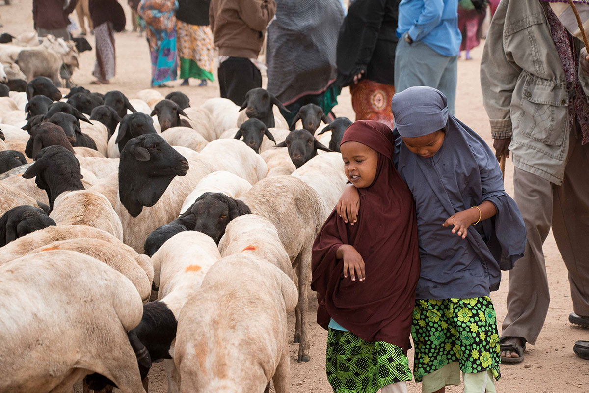 ON THE HOOF - SOMALILAND/ Please Do Not Use