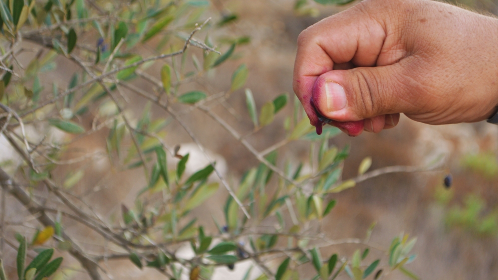 Cremisan Valley Olive Harvest