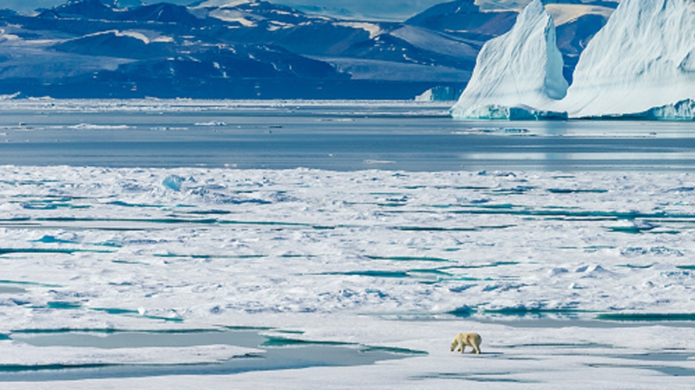 A polar bear wanders across the ice floes in the Canadian Arctic [Getty]