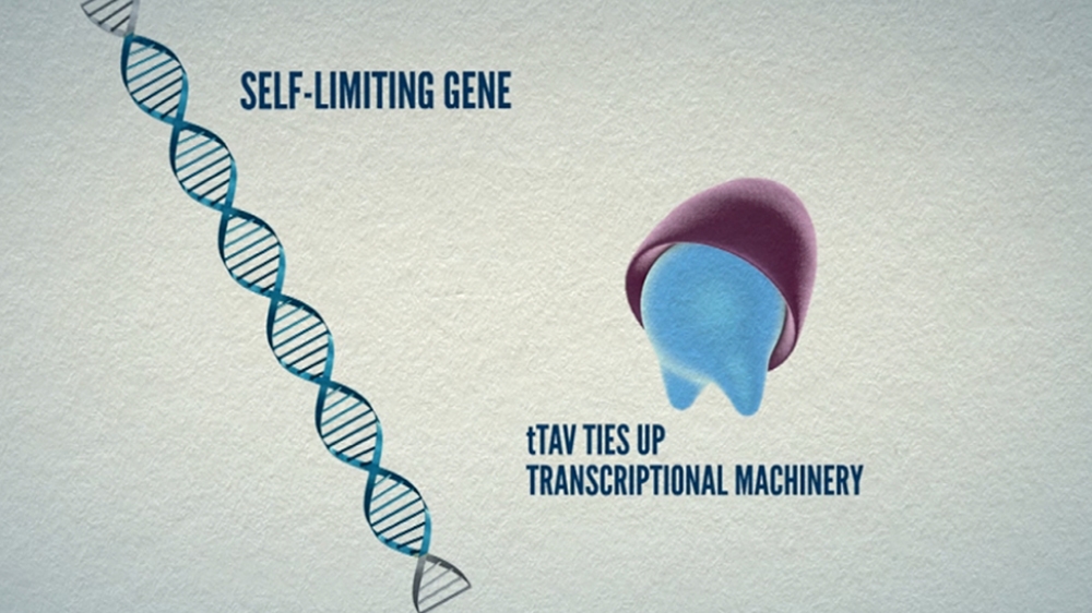 The OX513A (self-limiting gene) will produce a protein called tTav. The tTav gene will suppress the cell's transcriptional machinery, so normal genes are not expressed [Al Jazeera]