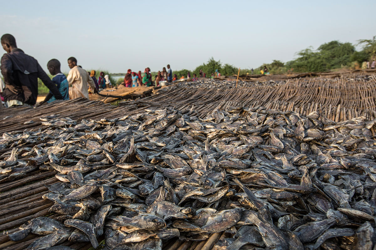 Fishing in Lake Chad/ Please Do Not Use