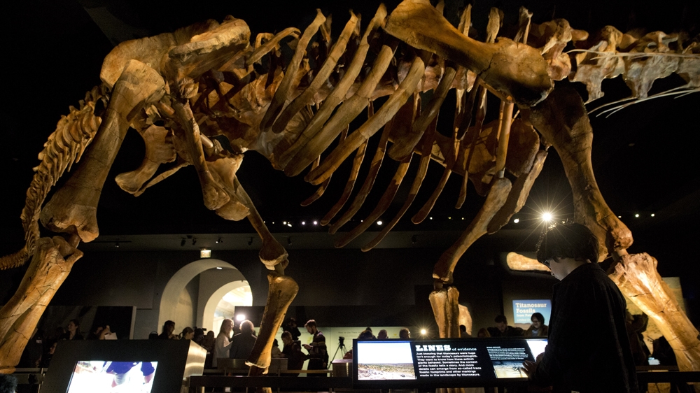 Dinosaur skull -bones