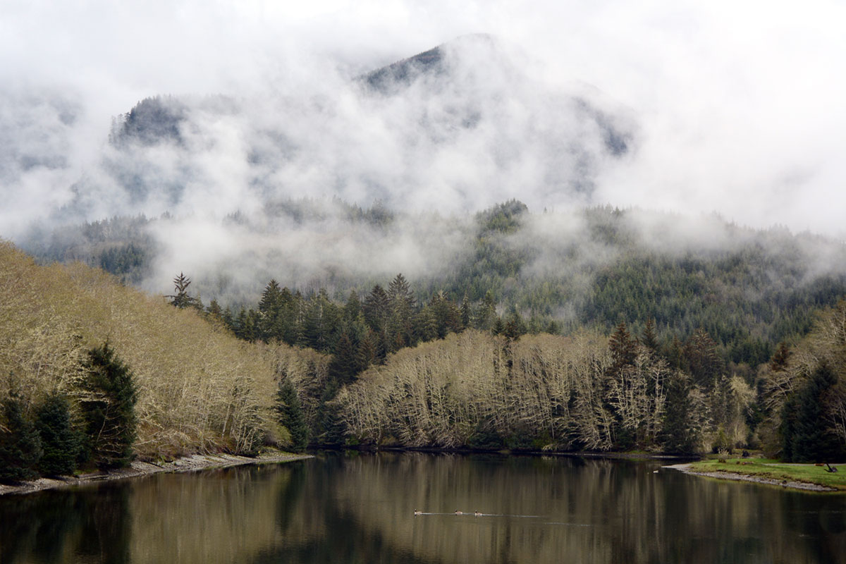Saving Canada''s Giant Trees/Please Do Not Use