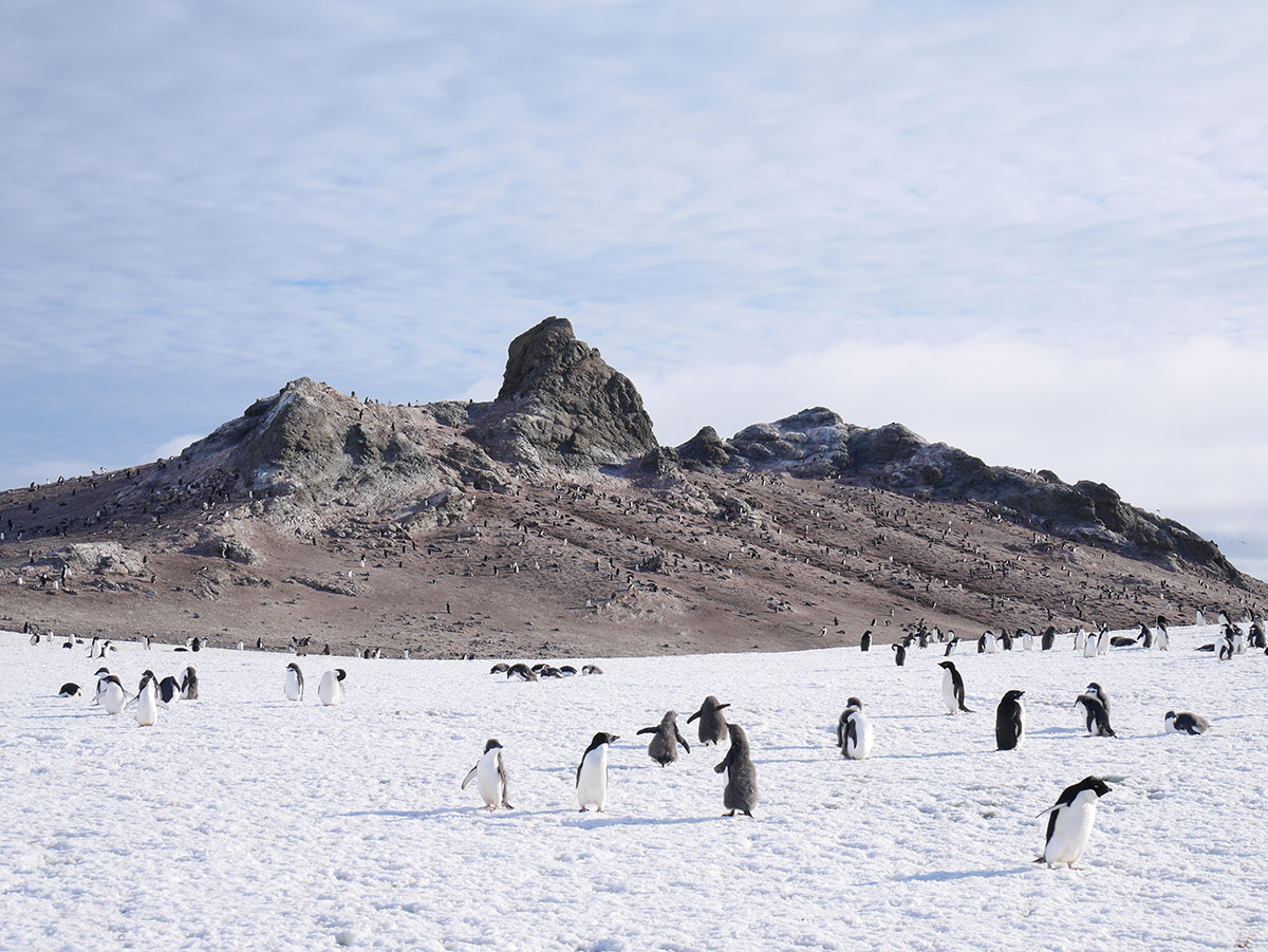 Antarctica Image Gallery